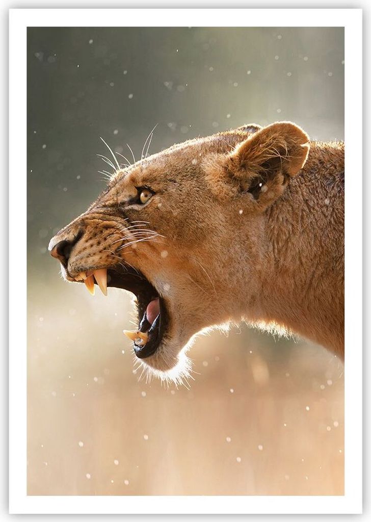 Poster - Poster ohne Rahmen - Löwe Löwin Reißzähne - 70x100 cm - Wand Bild - Wanddeko - Wandbilder - Kunstposter - Wandposter - Bilder - Kunstd...