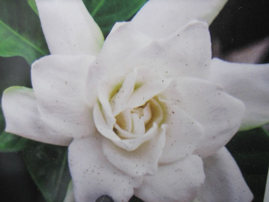 Gardenie Celestial Star - Gardenia jasminoides - immergrün 25-30