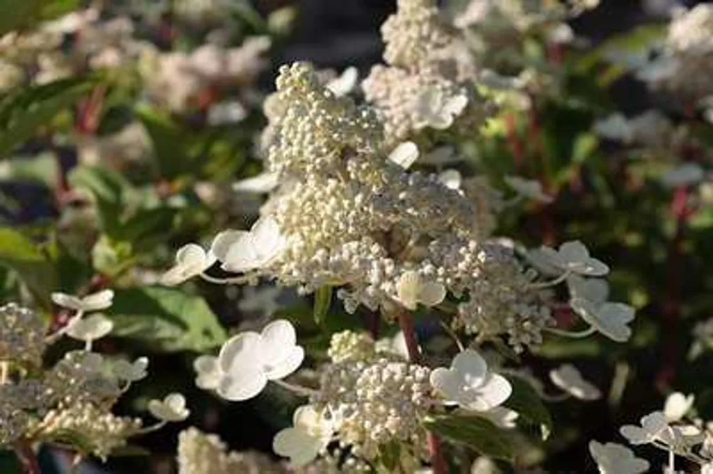 Hydrangea paniculata Dharuma - Hortensia paniculé en pot de 30-40 cm - 2