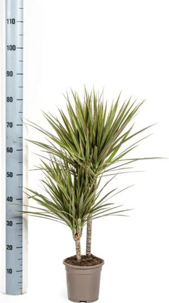 Dracaena Marginata Bicolor Facile d'Entretien - Plante Verte Ø17cm 60cm