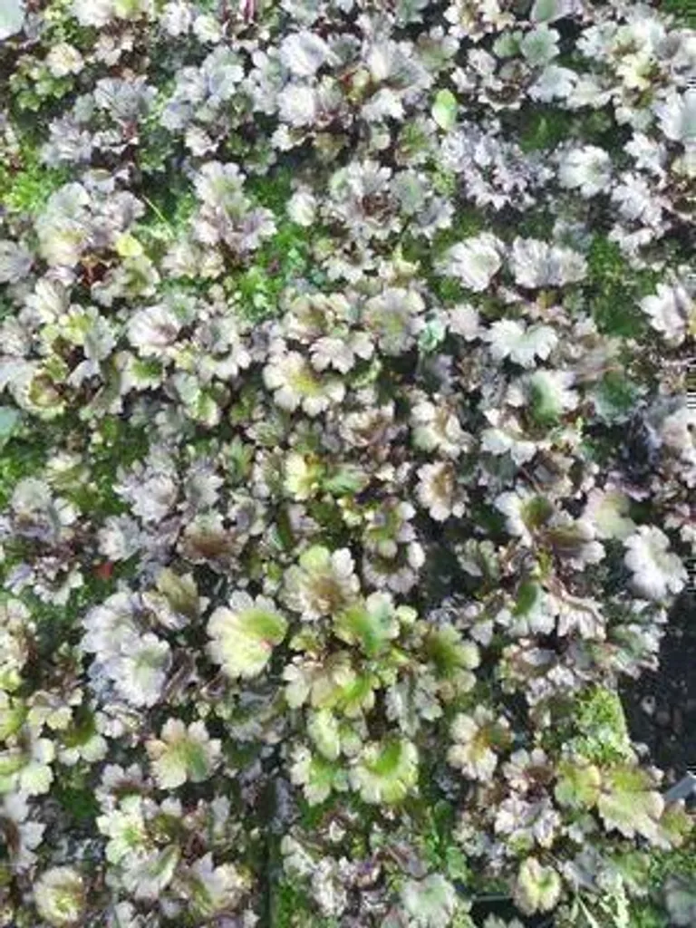 Saxifraga Black Ruby à feuillage pourpre - 6 plants en godets de 9 cm