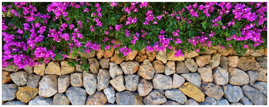 Wallario Küchenrückwand selbstklebend, Größe: 115 x 50 cm, Motiv: Mauer mit pinken Blüten | Spritzschutz | abwischbar | pflegeleicht | in
