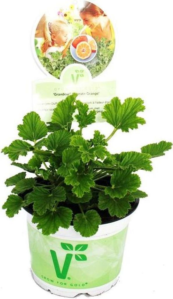 Duftgeranie "Orange" - Pelargonia odorata  Hybr. Produktbild 