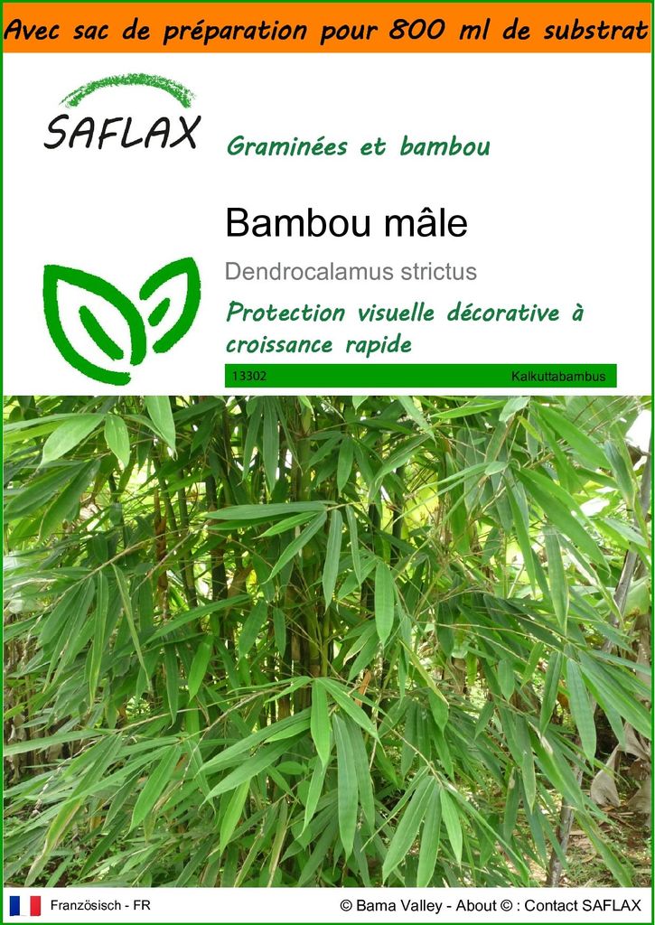 SAFLAX Garden in the bag - Bambou mâle - 50 graines - Image du produit 
