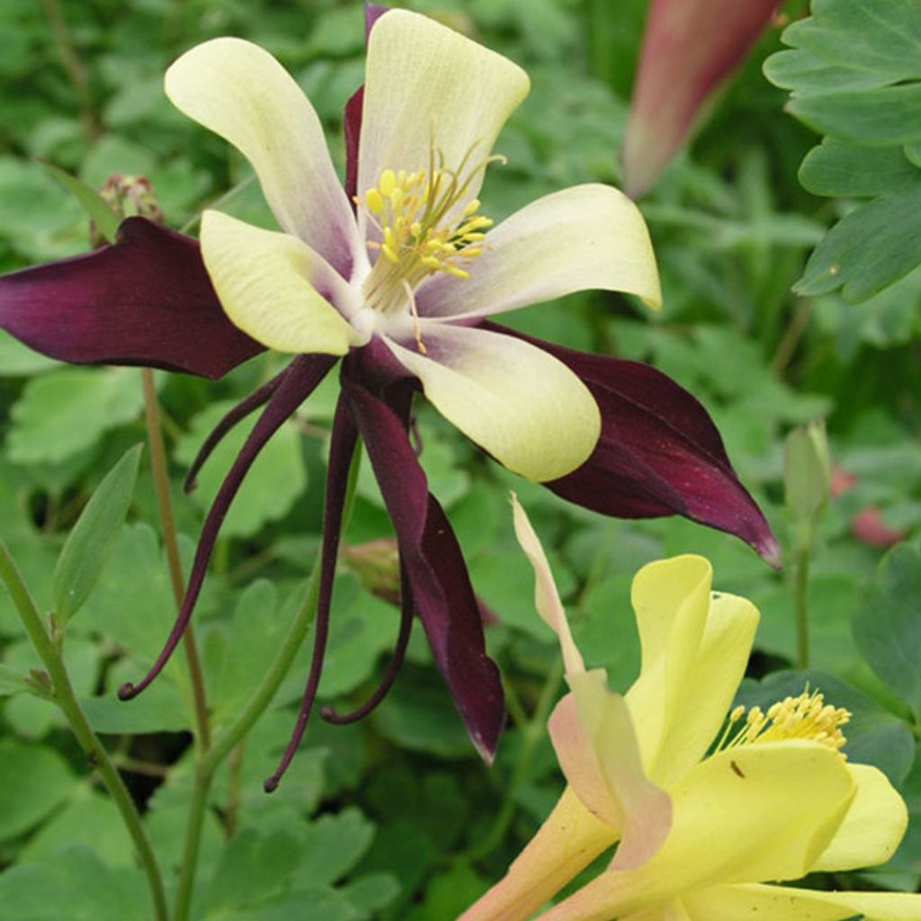 6 x Langspornige Akelei - Aquilegia 'Dragonfly Hybrids' | Topf 9cm x 9cm