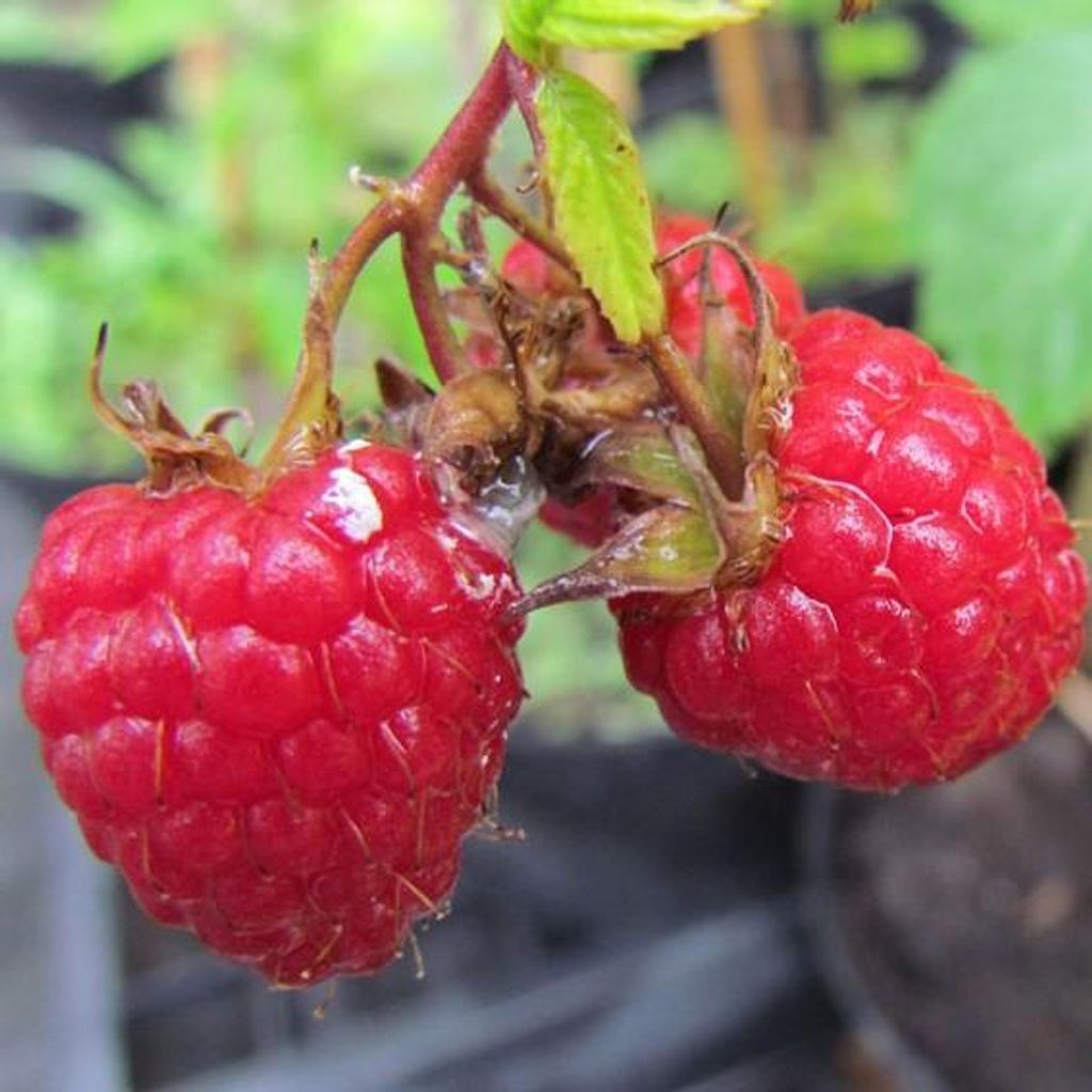 Schönemann Himbeere sommertragend robust gutes Aroma 60-100 Produktbild 