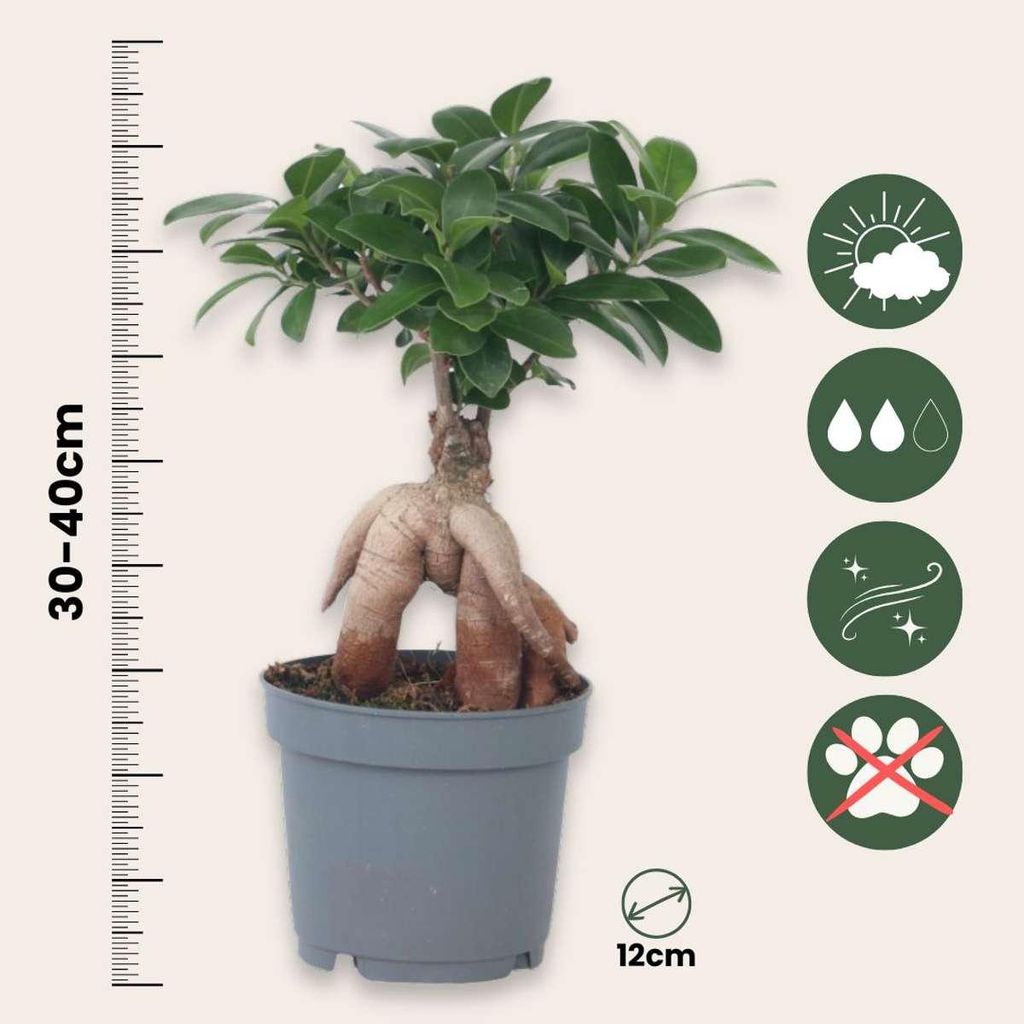 Bonsaibaum - Ficus microcarpa - Hhe 30-40cm - 12cm Bonsai