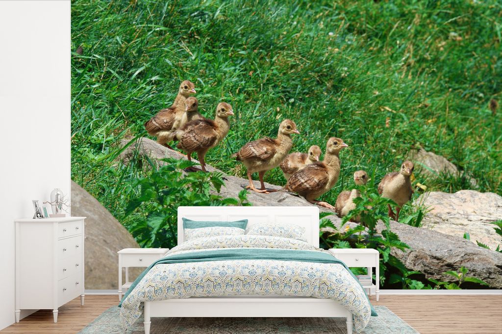 MuchoWow Fototapete für Wohnzimmer oder Schlafzimmer Wandtapete Vinyl Motivtapete Pfau - Vögel - Gras - 525x350 cm - Das Hintergrundbild