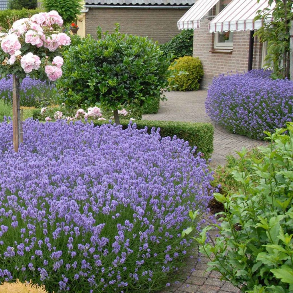 Bakker.com - Echter Lavendel 'Hidcote', Der topf / Ø 9cm, verkauft im 4er-Pac