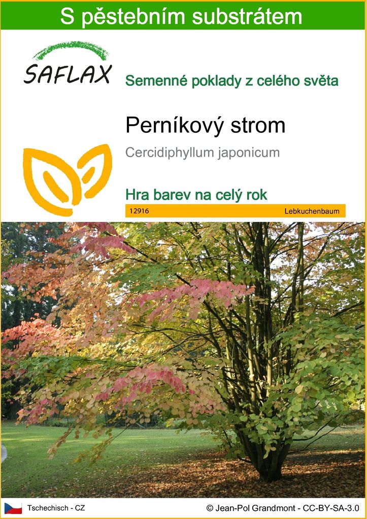 SAFLAX - perníkový strom - Cercidiphyllum japonicum - 200 Obrázek produktu 