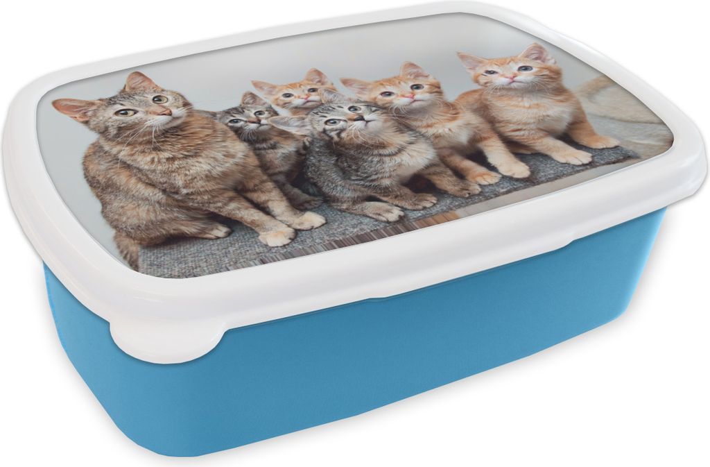KitchenYeah Lunchbox Brotzeit Brotdose 17x11 cm Katze - Kätzchen - Fell Kinder Brotzeitdose - Lunch - Kunststoff - Brotbüchse - Sandwichbox - ...