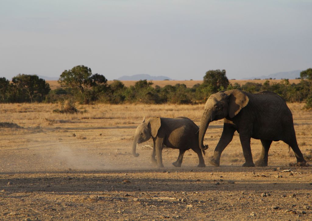 hansepuzzle 85637 - Elefanten Puzzle, 260 Teile, Natur, 41,0 x 28,0cm mit hochwertiger Aufbewahrung, Kartonbox und wiederverschließbarem Beutel