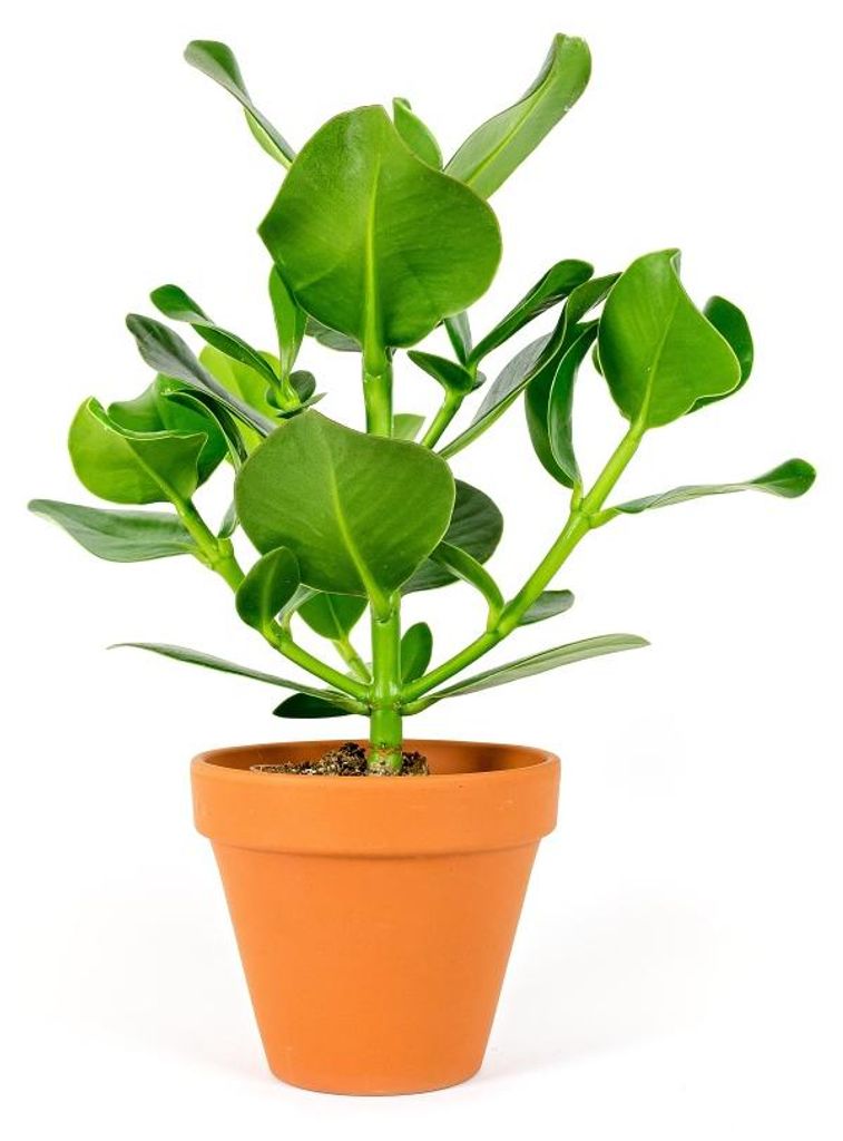 Gardners Clusia rosea, priemer 12 cm Obrázok produktu 