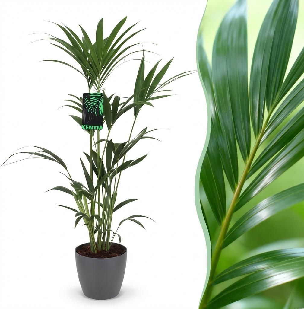 Green boutiQ - Zimmerpflanze - Howea Forsteriana - Kentia-Palme - Wenig Pflege - Grün - 1 Pflanze - mit Potter Grau - Topf 21cm - Höhe 120-130cm