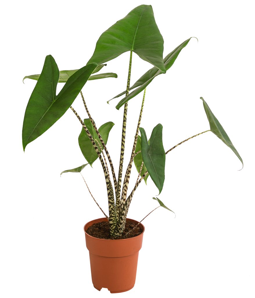 Dehner Pfeilblatt, Alocasia zebrina, gestreifte Stängel, Produktbild 