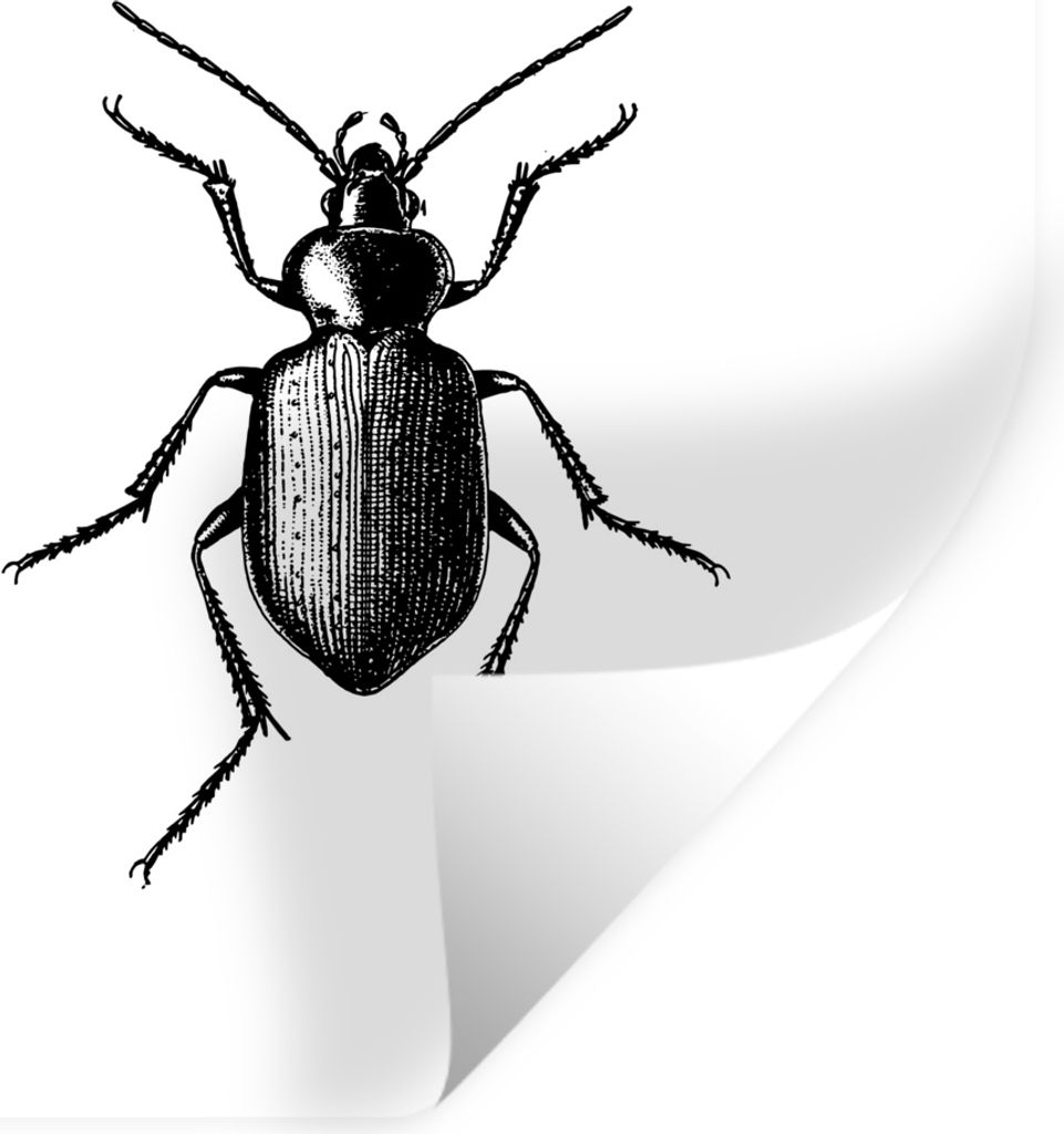 MuchoWow Wandtattoo Wandsticker Wandaufkleber Käfer - Tiere - Vintage - Schwarz und weiß 100x100 cm Selbstklebend und Repositionierbar - Wierde...