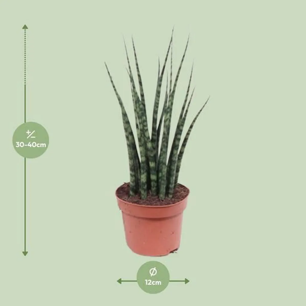 Sansevieria Mikado 40cm : Plante idéale pour bureau et salon sombre