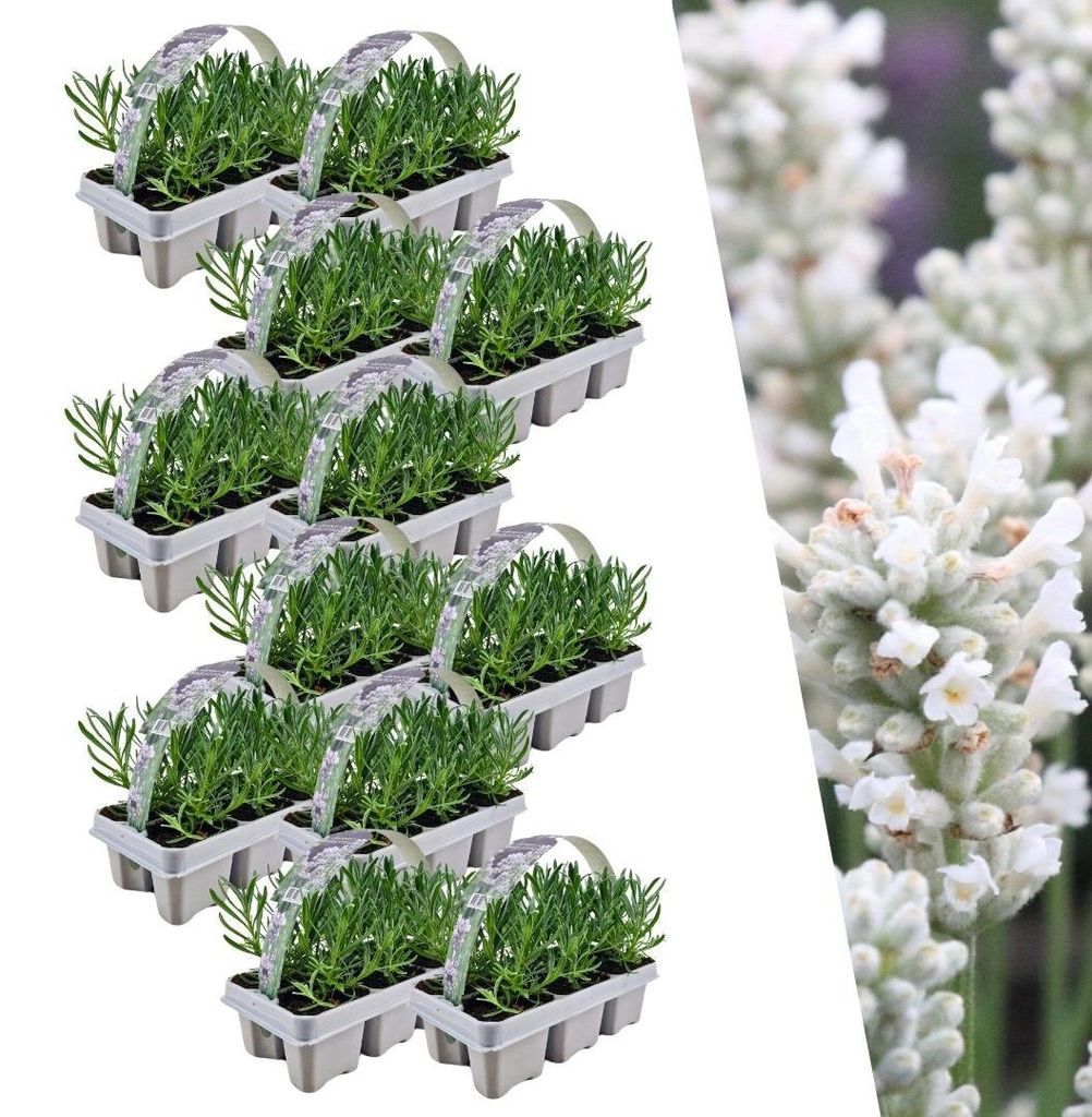 Plants by Frank | 72 Plantes de lavande vraie blanche | Image du produit 