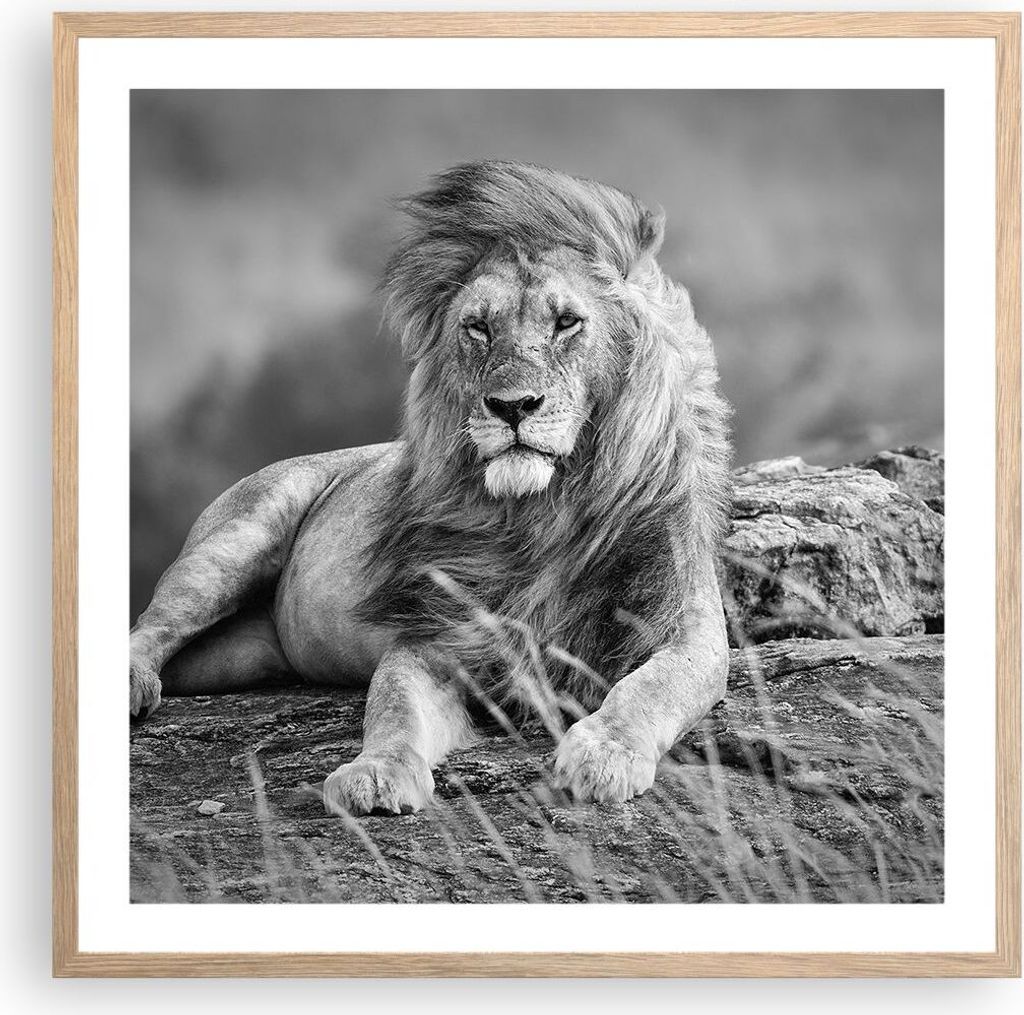 Gerahmtes Poster - Rahmen in heller Eiche - Löwe Tier Natur - 60x60 cm - Wand Bild - Wanddeko - Wandbilder - Kunstposter - Wandposter - Bilderrahm...