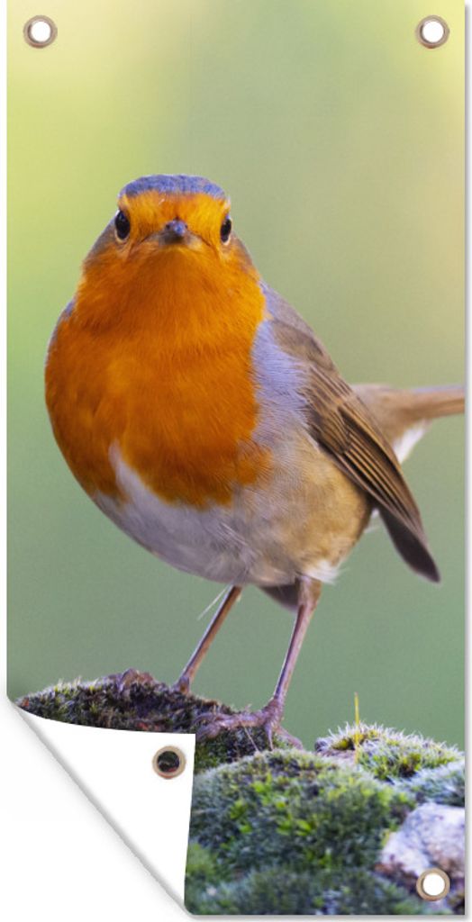 MuchoWow 30x60 cm Outdoor-Poster Gartendeko Sichtschutz Garten Poster für den Garten Steine - Rotkehlchen - Natur