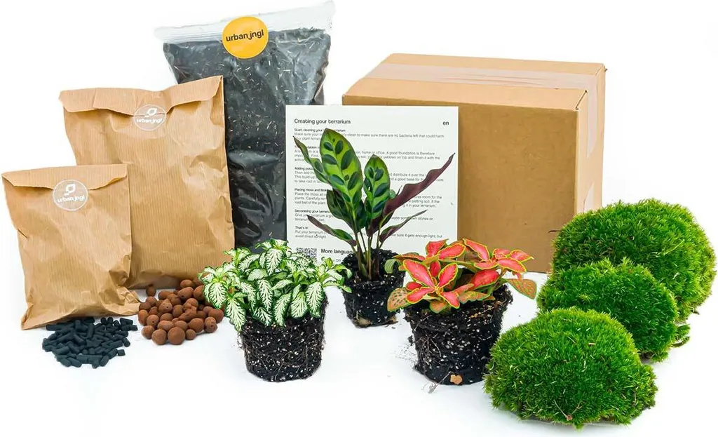 Kit terrarium complet sans verre : 3 Plantes pour jardin bouteille facile