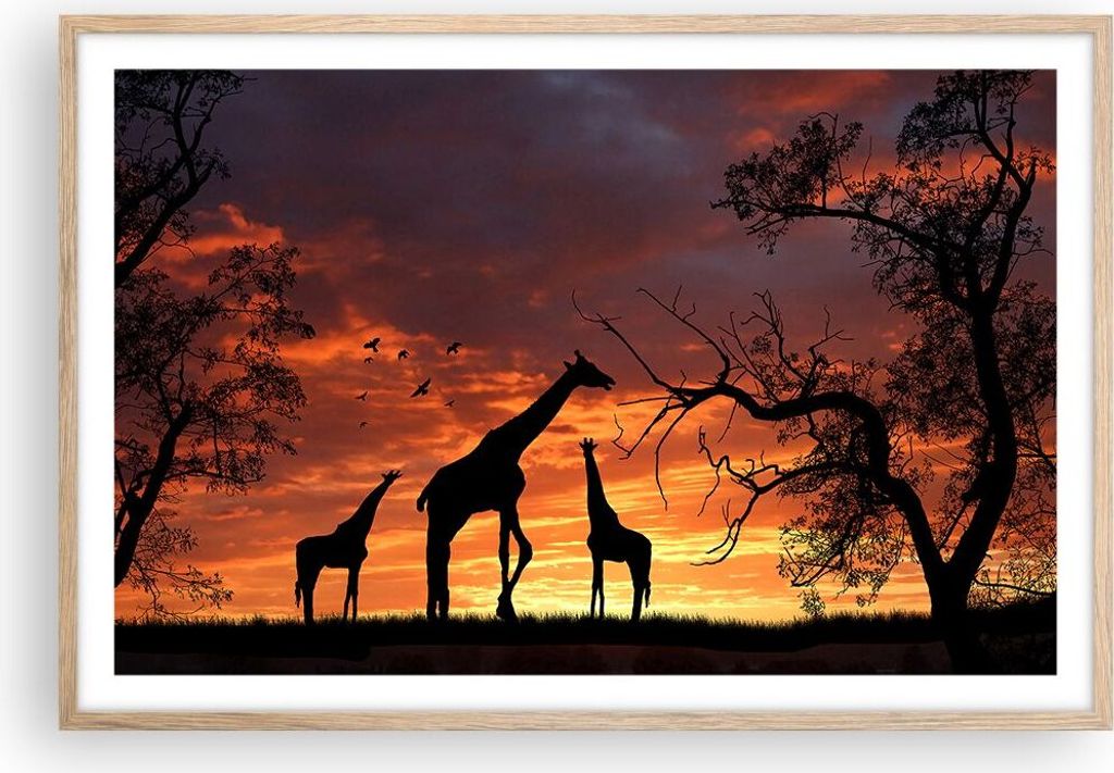 Gerahmtes Poster - Rahmen in heller Eiche - Giraffe Afrika Sonne Safari - 91,5x61 cm - Wand Bild - Wanddeko - Wandbilder - Wandposter - Bilderrahme...
