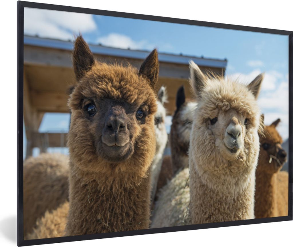 MuchoWow MuchoWow Gerahmtes Poster Alpaka - Fröhlich - Braun - Weiß 90x60 cm - Poster mit zchwarzem Bilderrahmen - Fotorahmen - Foto-Plakat