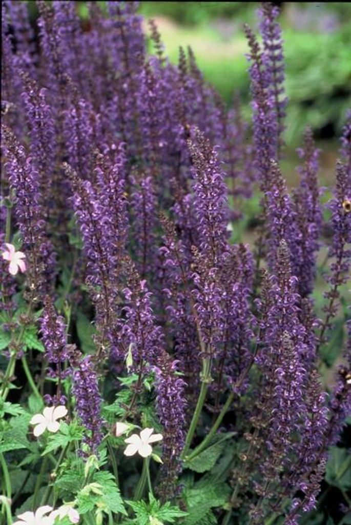 Salvia nemorosa 'Mainacht' – 48 Pflanzen – Blau blühende Staude – Sonniger Standort – Bienen- & Schmetterlingsfreundlich – Ø9cm – 10-...