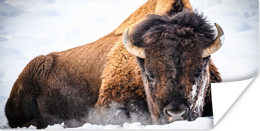 MuchoWow Poster Amerikanische Bisons im Winter 40x20 cm - Poster für die Wand - Poster Schlafzimmer