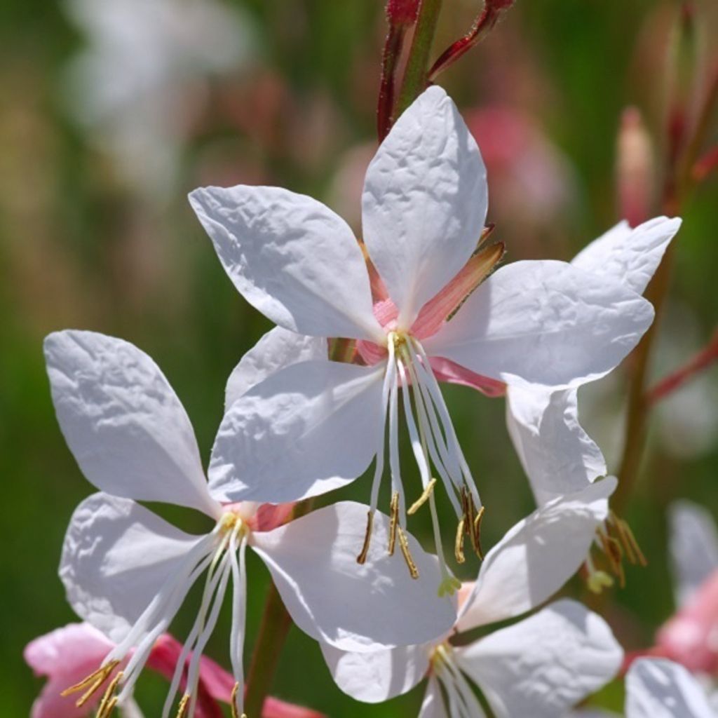 6 x Prachtkerze - Gaura lindheimeri | Topf 9cm x 9cm