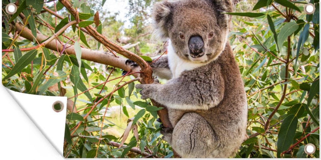 MuchoWow 60x30 cm Outdoor-Poster Gartendeko Sichtschutz Garten Poster für den Garten Koala - Blätter - Kinder - Jungen - Mädchen