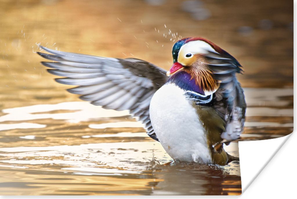 MuchoWow Poster Ente - Tier - Wasser - Herbst 80x60 cm - Kunst für zu Hause