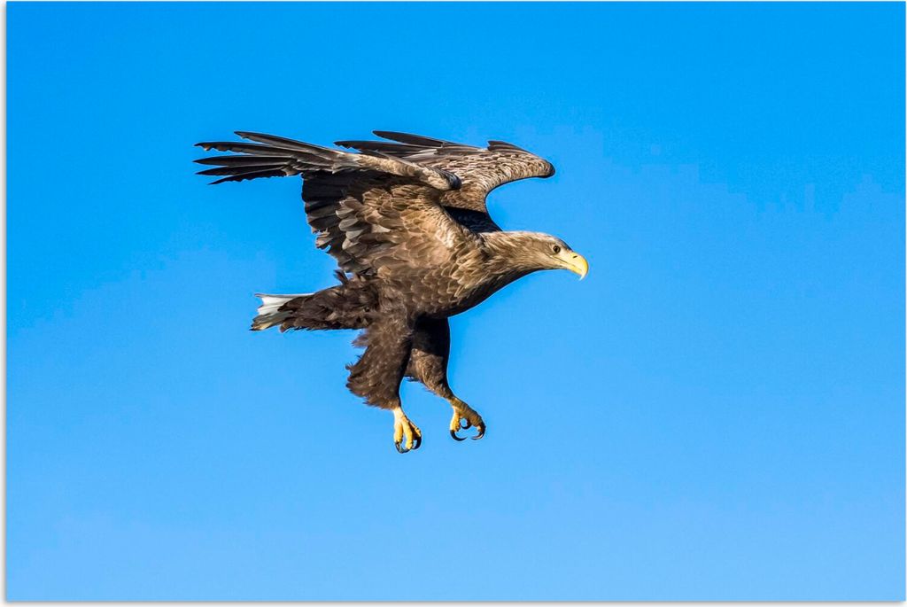 MuchoWow Poster Europäischer Seeadler am blauen Himmel 30x20 cm - Plakate - Print