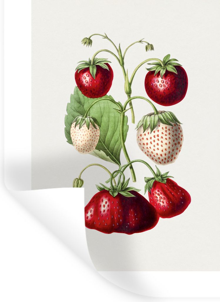 MuchoWow Wandtattoo Wandsticker Wandaufkleber Erdbeere - Lebensmittel - Obst 30x40 cm Selbstklebend und Repositionierbar - Sticker - Dekorfolie