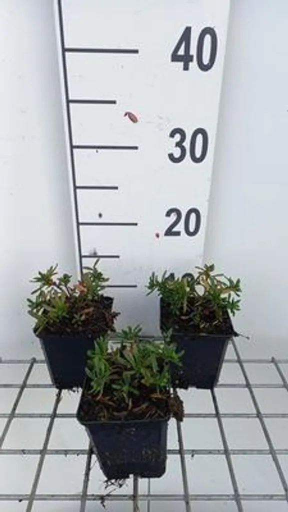 Aménager une Bordure de Jardin avec 6 Iberis Appen Etz en Pots