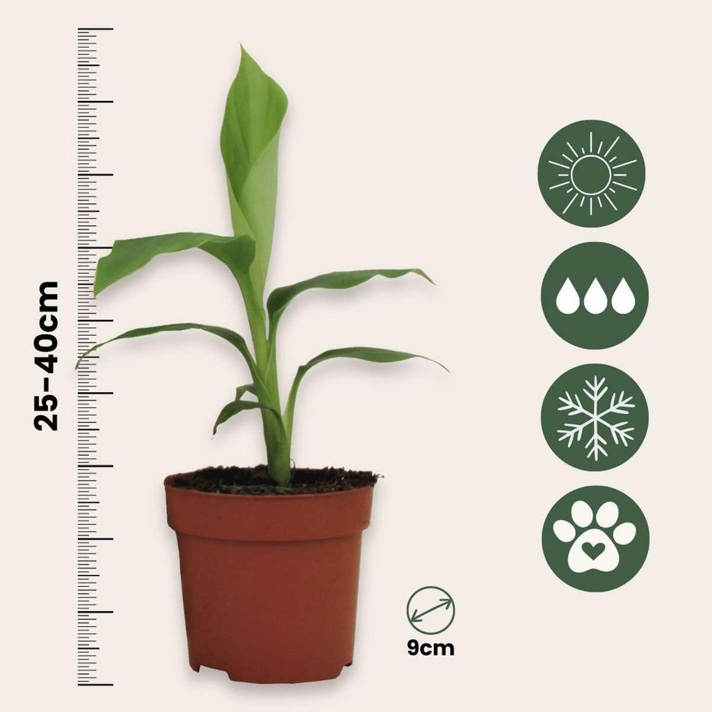 sind bananenpflanzen winterhart Banane winterhart, Musa basjoo – toskanagartenshop