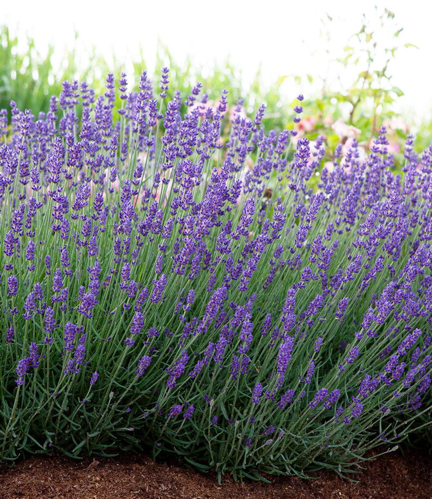 Winterhart Lavendel "Blue Jeans", 3 Pflanzen Kaufland.de