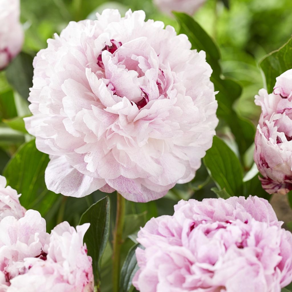 Päonie Paeonia Pfingstrose Blumen Rhizom Staude Blüten The Produktbild 