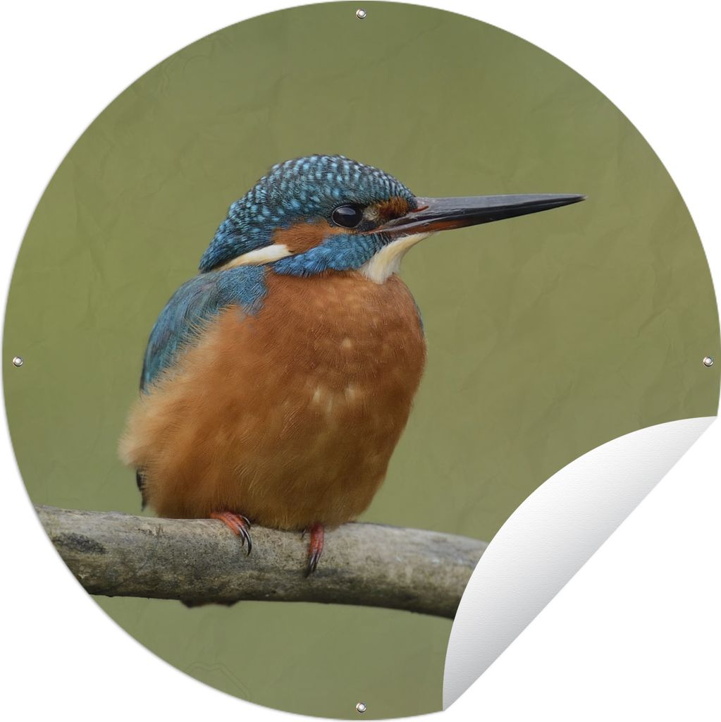 MuchoWow Gartenposter Outdoor-Poster Rund Eisvogel - Orange - Zweige Ø 90 cm Gartendeko Rundes Poster draußen
