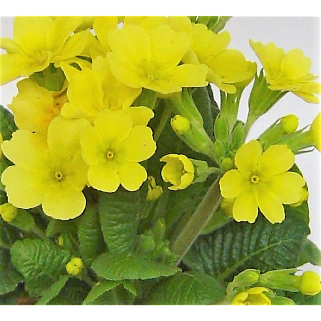 Primel veris, gelb Echte Schlüsselblume, Kaufland.de
