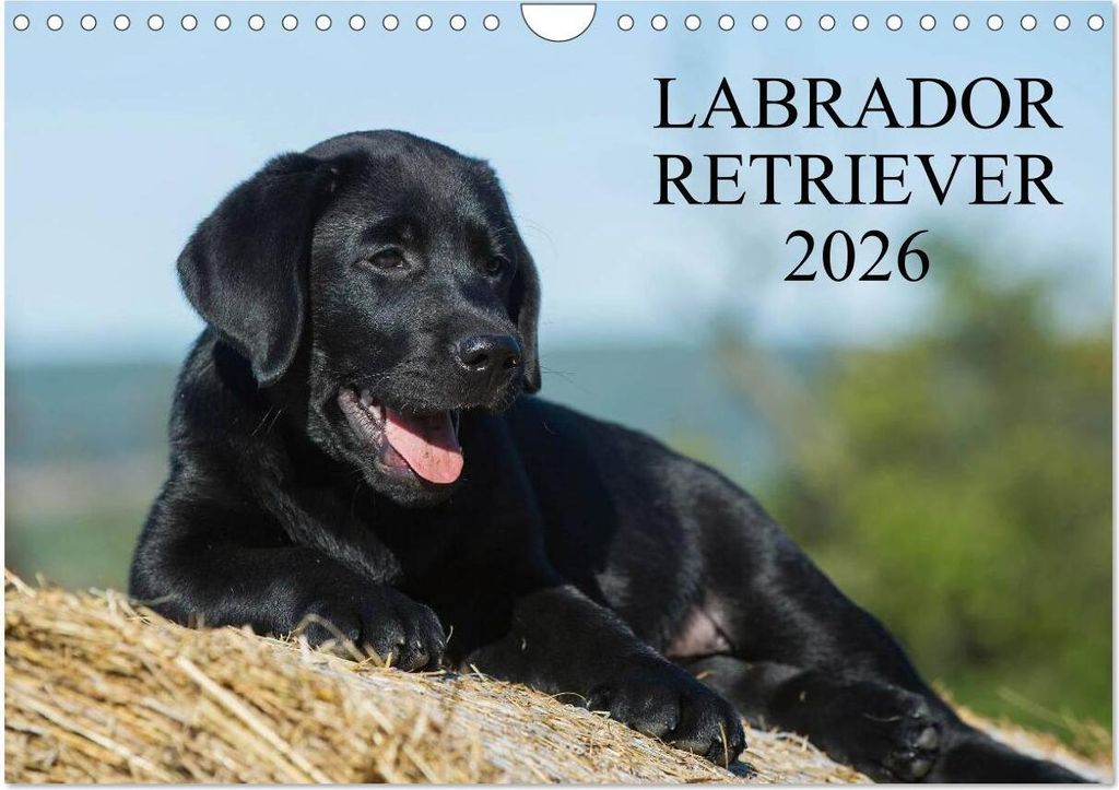 Labrador Retriever 2026 (Wandkalender 2026 DIN A4 quer), CALVENDO Monatskalender