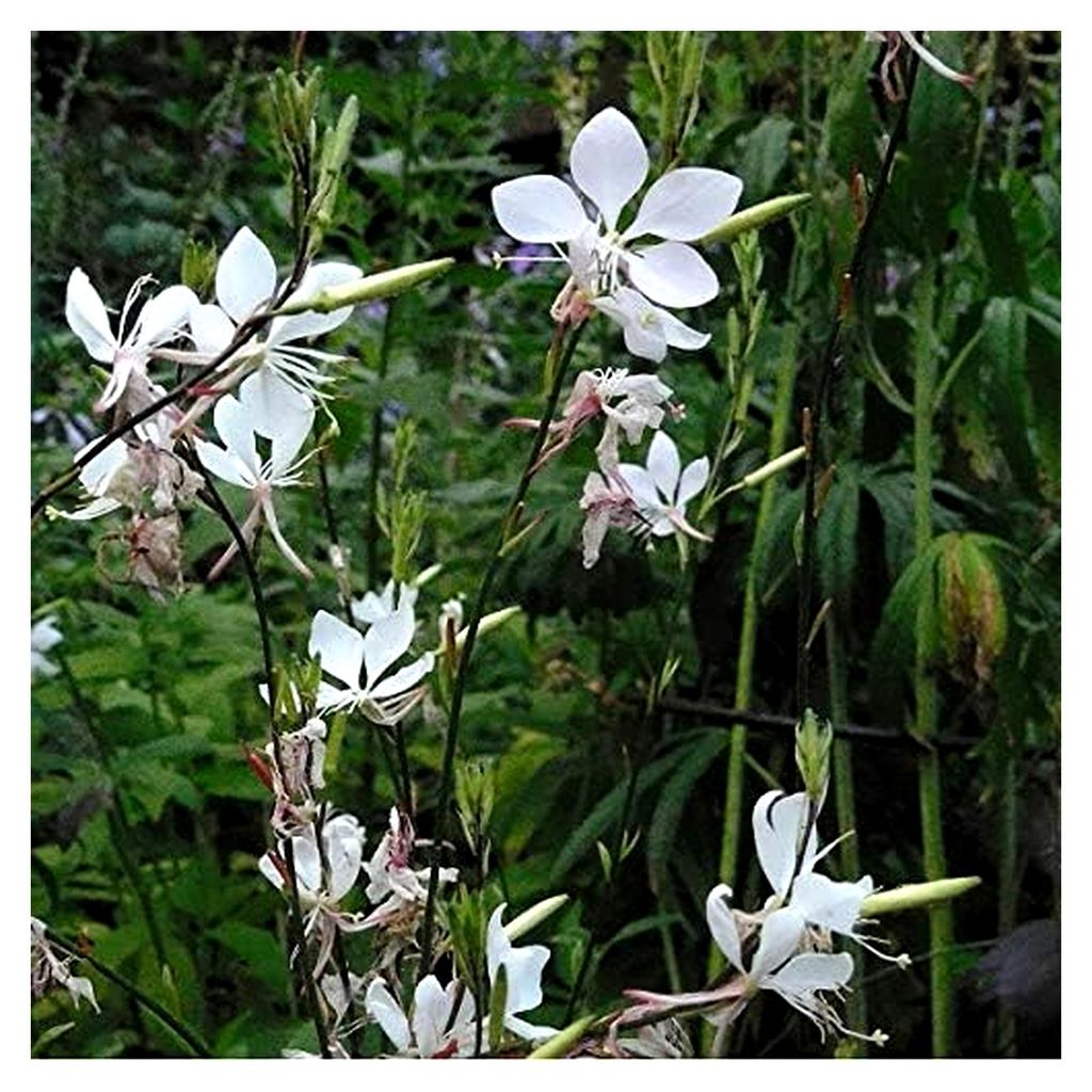 6 x Gaura Lindheimeri - Prachtkerze in 9x9cm Topf - Zierliche Stauden für den Garten