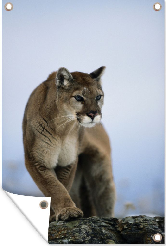 MuchoWow 60x90 cm Outdoor-Poster Gartendeko Sichtschutz Garten Poster für den Garten Puma auf Felsen
