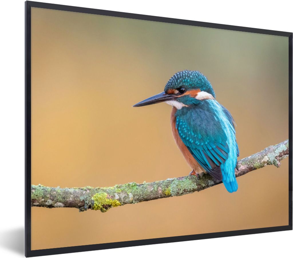 MuchoWow Gerahmtes Poster Vogel - Eisvogel - Tiere - Zweig 80x60 cm - Poster mit Schwarzem Bilderrahmen Wandposter Rahmen Foto Bilder - Schwarzem...