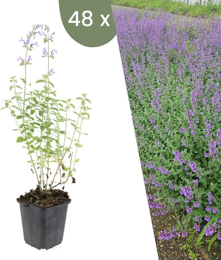 Plants by Frank | 48 Katzenminze Pflanzen | Nepeta 'Walker's Low' | Bodendecker | Winterhart | Mehrjährig | Stauden | Dunkelviolette Blüten | Bie...