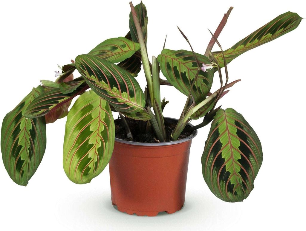 Maranta Fascinator Tricolour Gebetsblatt – Haustierfreundliche Zimmerpflanze 12cm – Höhe ca.25cm – Bunte Blattpflanze für Wohnzimmer Büro ...