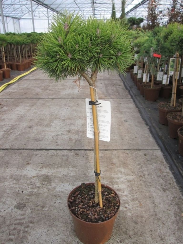 Pinus mugo Mops - Kugel-Kiefer Mops Stamm 40cm Produktbild 