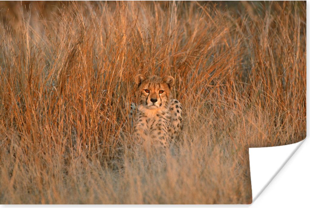 MuchoWow Poster Gepard - Camouflage - Gras 180x120 cm - Fotoplakat