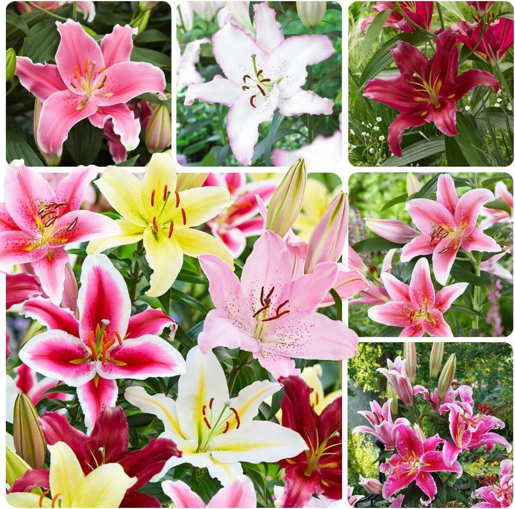 5x  Orientalische Lilien Frische Blumenzwiebeln  Zwiebeln Produktbild 