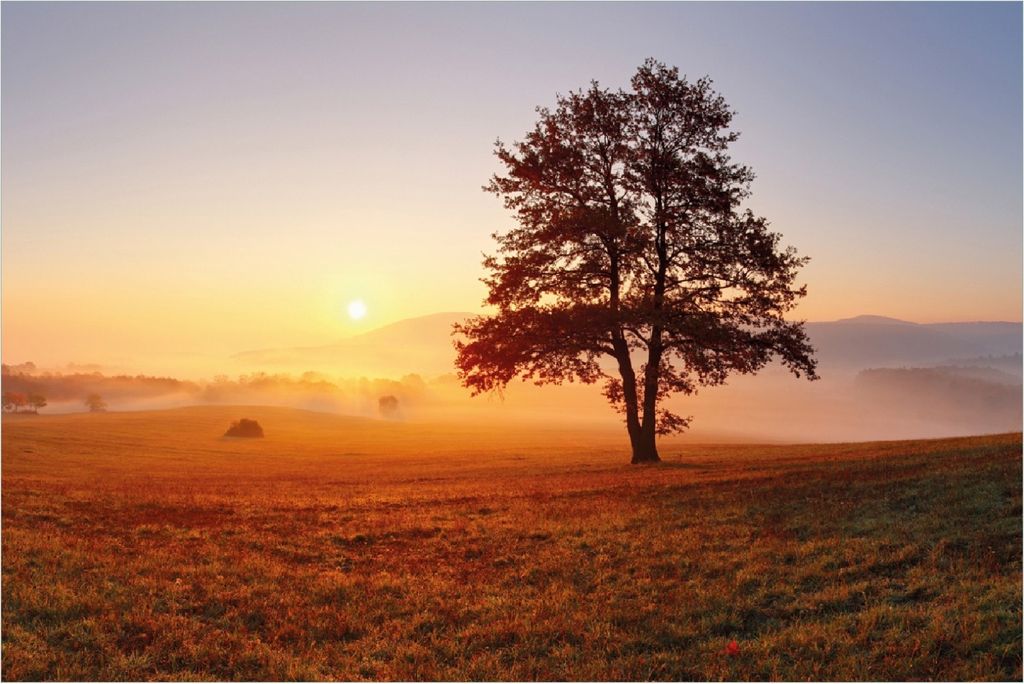Wallario Poster - Sonnenaufgang über der Wiese mit Nebel, Kunstdruck Größe: 61 x 91,50 cm